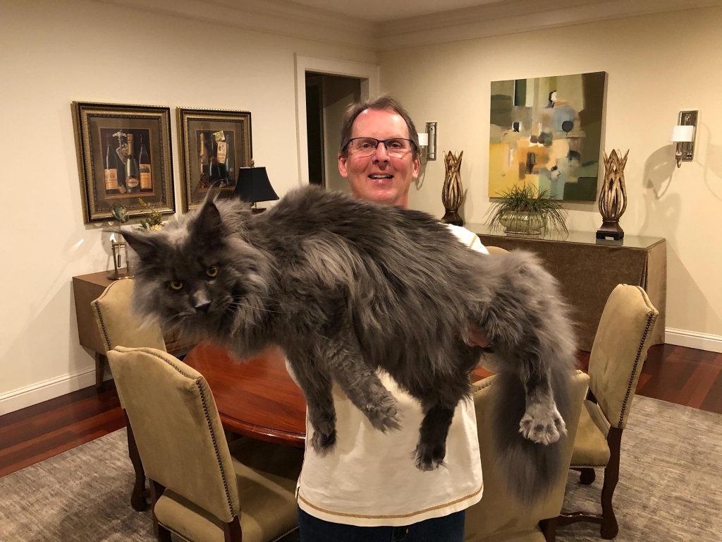 giant blue maine coon cat - maine coon cats for sale