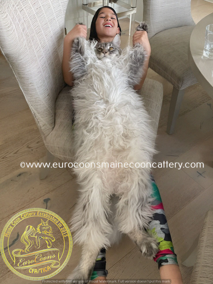 giant maine coon kittens for sale