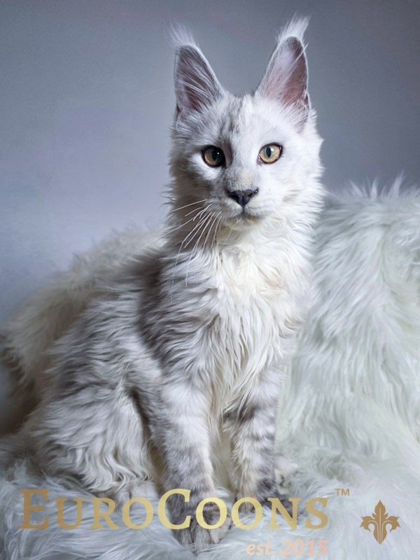 Maine Coon Kittens for Sale - Black Silver Shaded Maine Coon Kitten Available Male