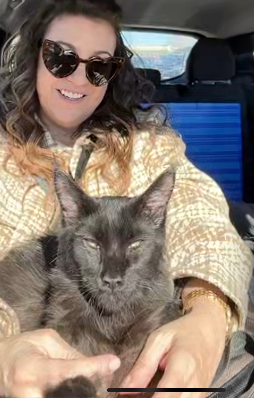 Maine coon black cat