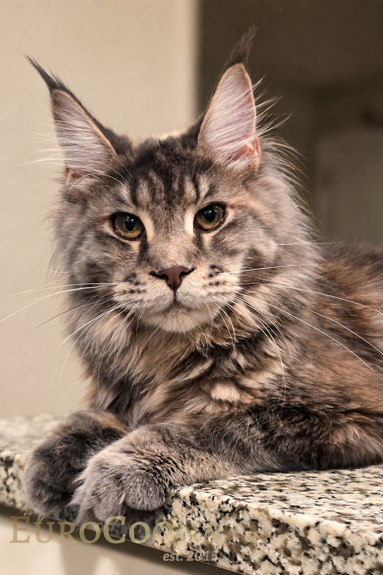Maine Coon Kittens for Sale in Florida: Complete Buyer’s Guide