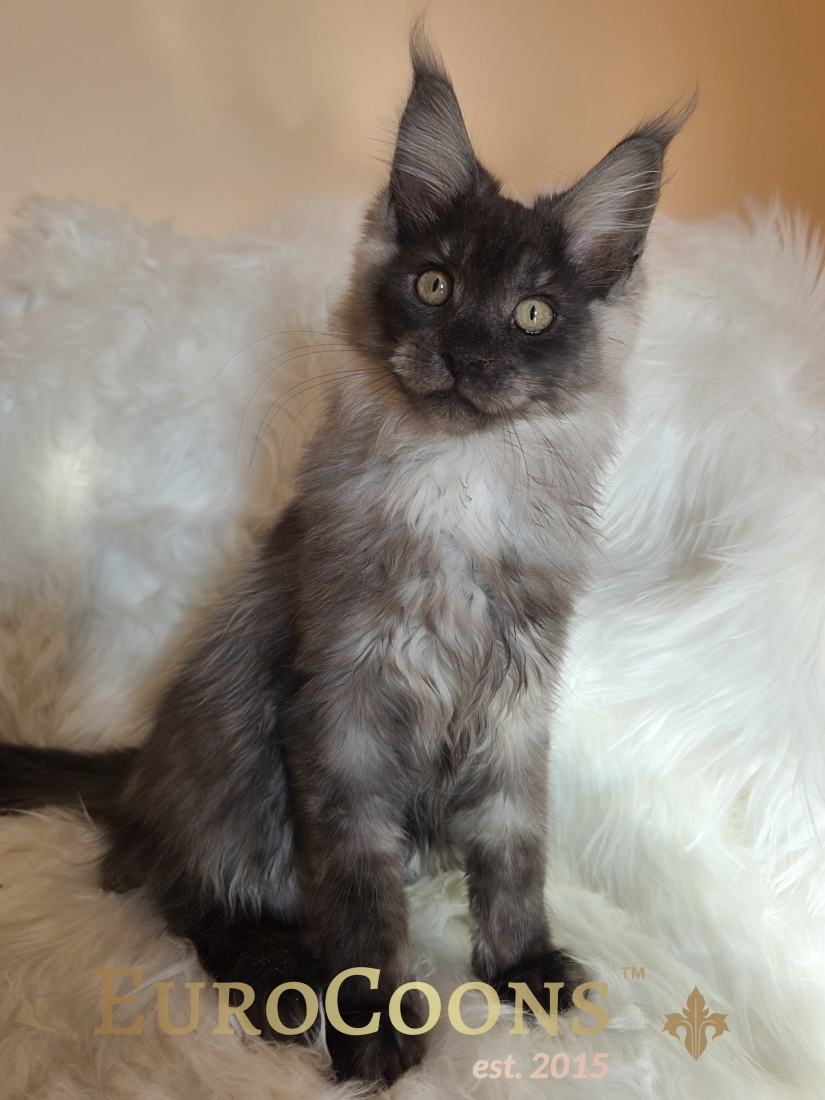 Black Smoke Male Maine Coon Kitten - Nivalis