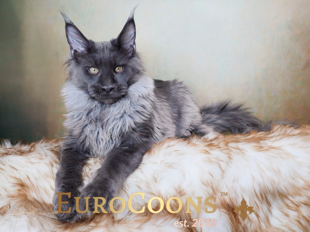 Maine Coon Kittens for Sale In The USA