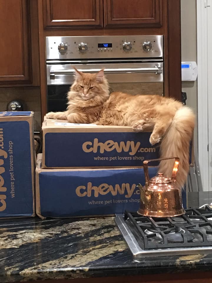 orange maine coon for sale