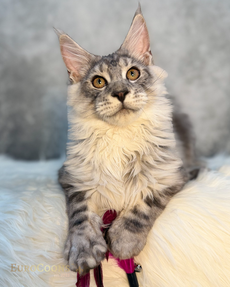 Maine Coon Kittens for Sale – West Coast USA