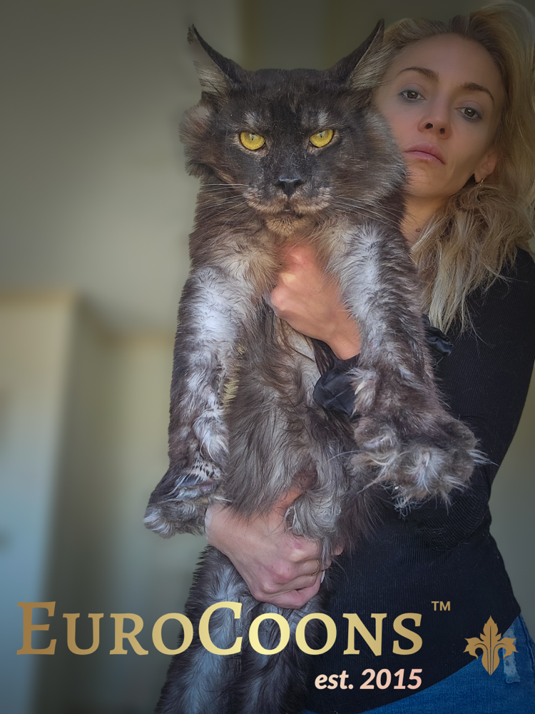 maine coon kittens for sale, black smoke maine coon