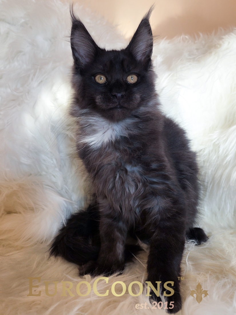 Black Smoke Male Maine Coon Kitten For Sale - Nash