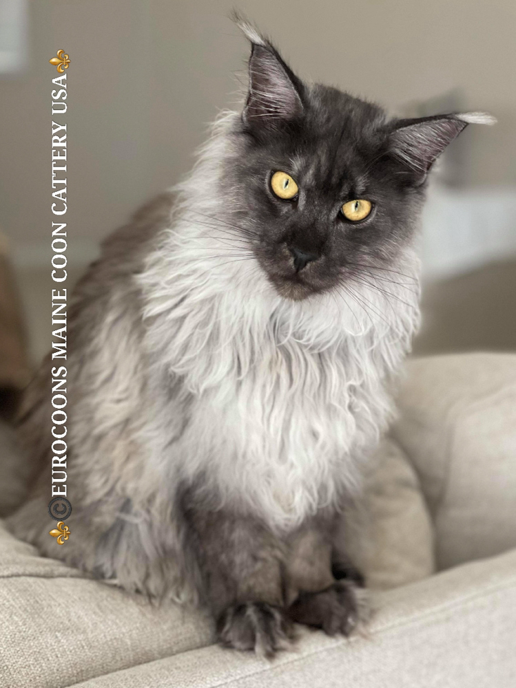 maine coon kittens for sale - maine coon cats for sale - smoke maine coon for sale