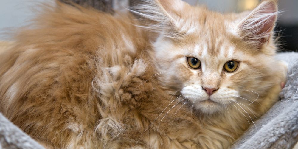 Why Does Your Cat Bite You Maine Coon Kittens For Sale Maine Coon