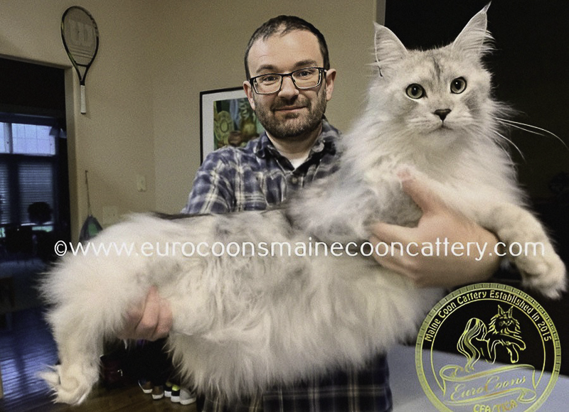 maine coon kittens for sale - maine coon cats for sale - eurocoonsmainecooncattery.com