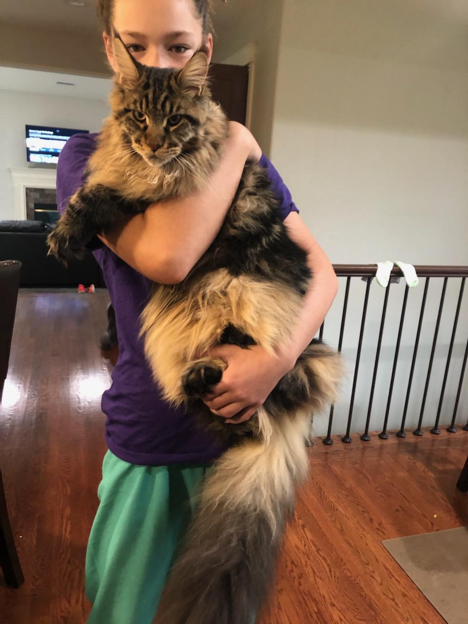 maine coon kittens for sale colorado