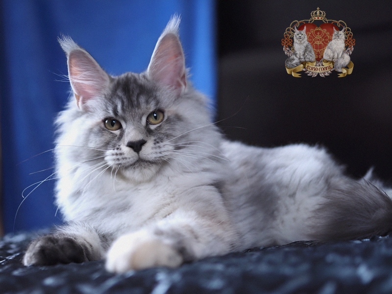 silver maine coon, silver maine coon kittens for sale