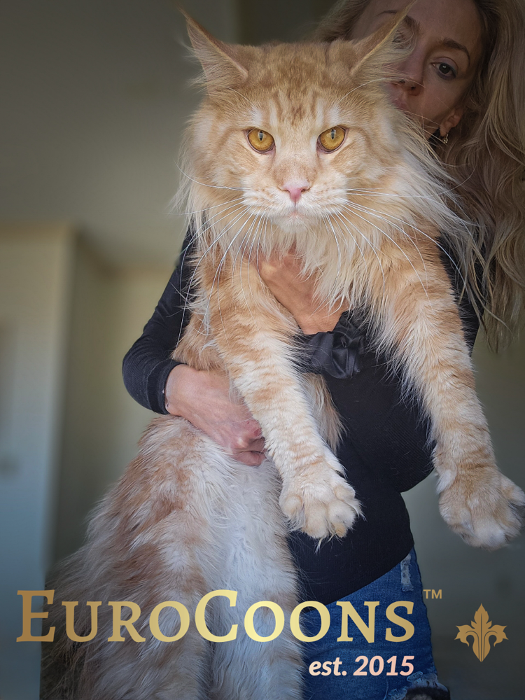 maine coon kittens for sale