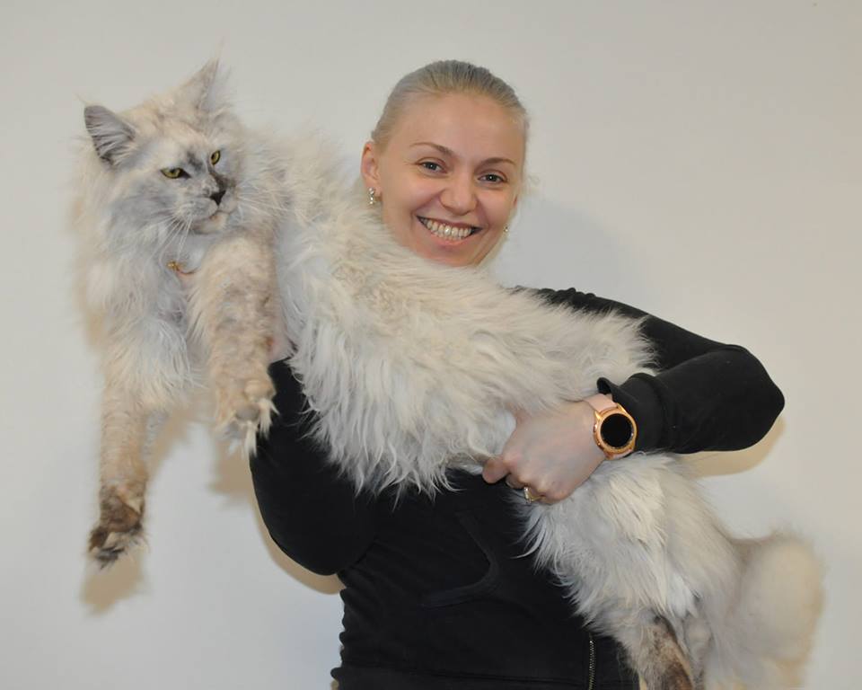 silver shaded maine coon