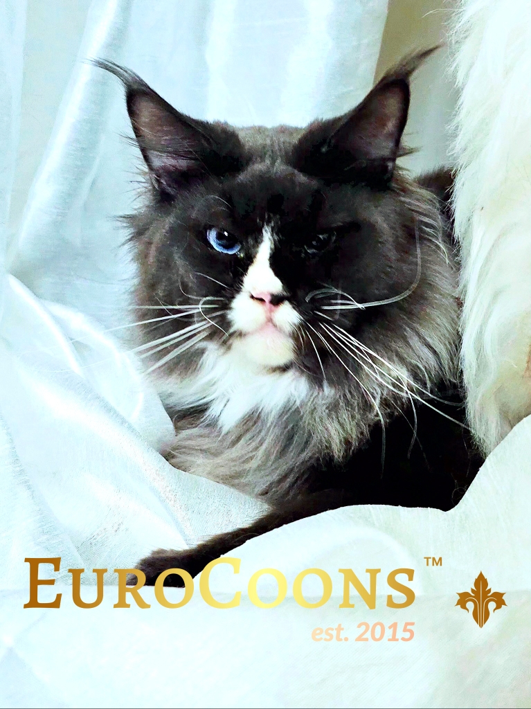 Blue eyes Maine Coon kitten for sale