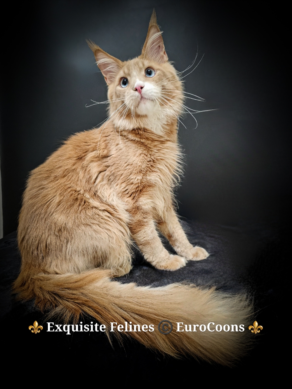 maine coon for sale