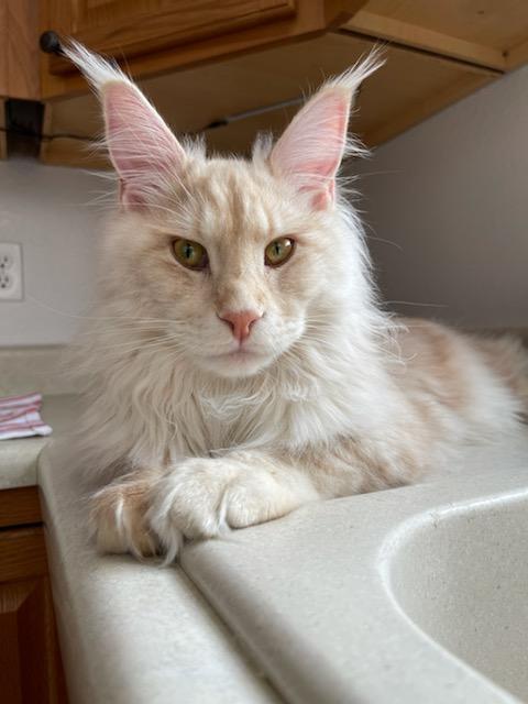 ginger maine coon
