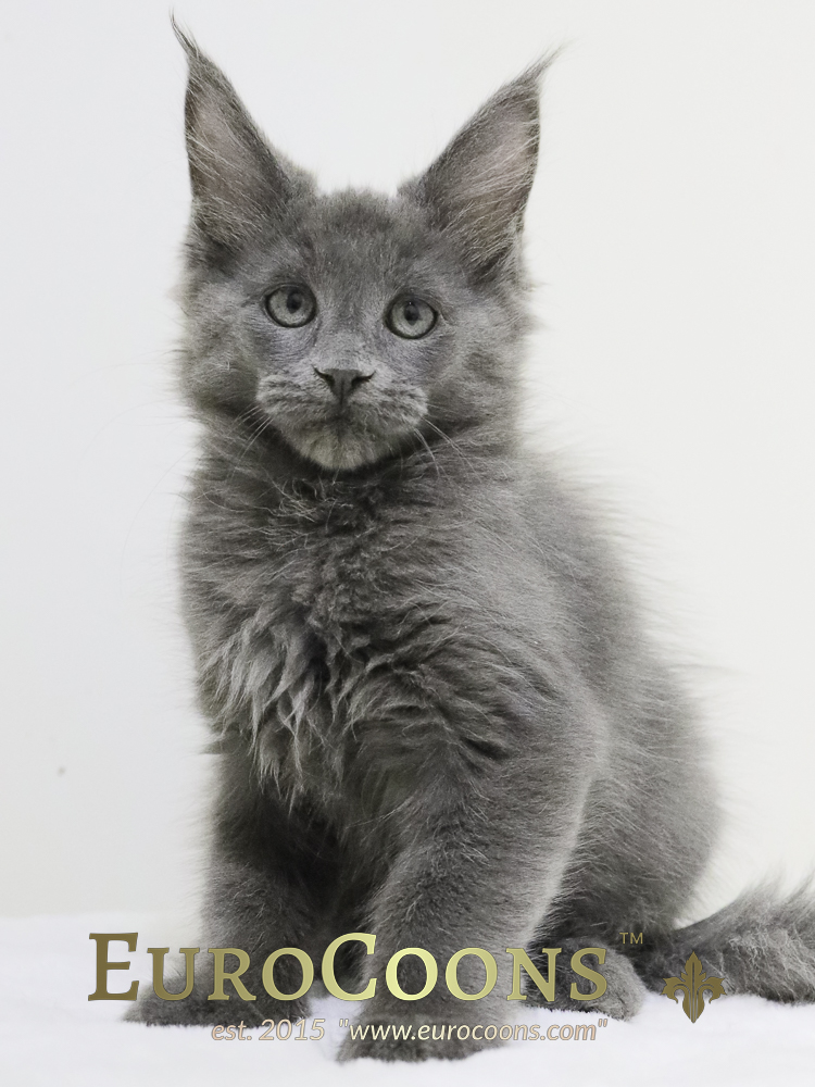 maine coon kittens for sale - maine coon cats for sale - european maine coon