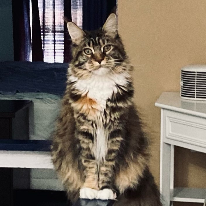 buy huge maine coon cat