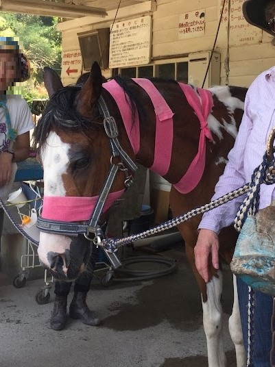 ヘッドラップとネックラップ。頭部や首に緊張をためている馬が多いですが、ラップの作用で緊張がリリースされて頭が下がりました。
