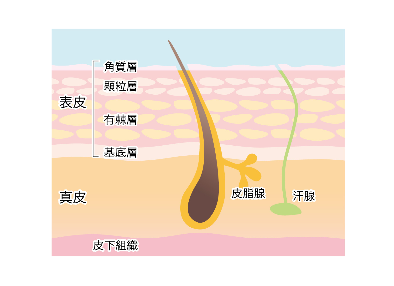 肌のしくみ トゥインクル 肌のしくみ トゥインクル