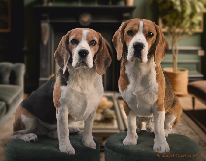 Czarnowsky, Czarnowsky-beagle, Little King Arthur, Bagio Boss Gintarine Fortuna * Lord James *, Czarnowsky ,Czarnowsky, Czarnowsky-beagle, Little King Arthur, Bagio Boss Gintarine Fortuna * Lord James *, Czarnowsky , Beagle, Beagle, Beagle, Beagle, Beagle