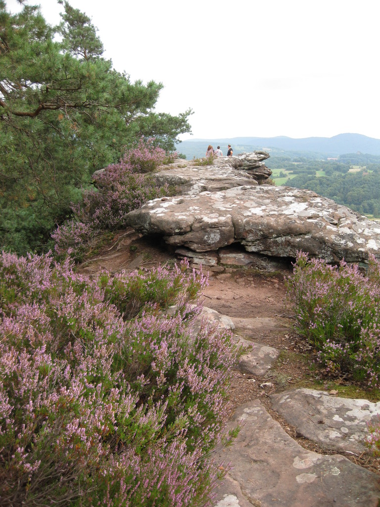 Die Heide blüht auf dem Felsplateau