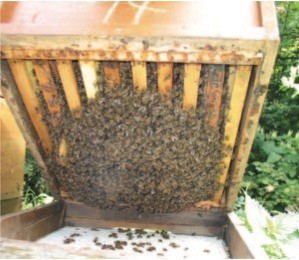 Starkes Bienenvolk