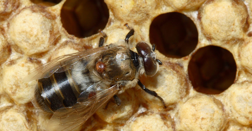 Biene mit Varroa Milbe