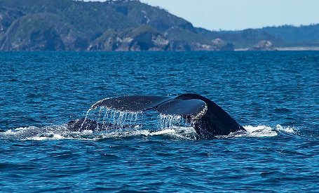 Observación de ballenas en Ancud Chiloé