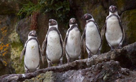 Penguin Colony Puñihuil Ancud Chiloe