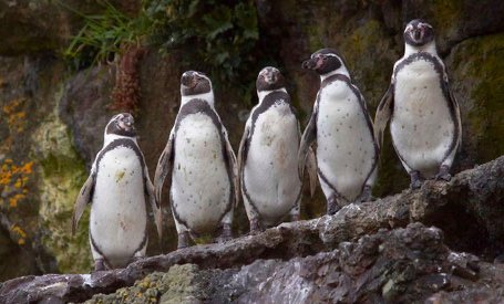 Ausflug zur Pinguin-Kolonie Puñihuil