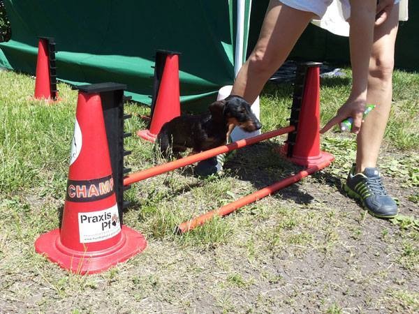 Gerätetherapie HundephysiotherapiePraxis Pfote Webseite!