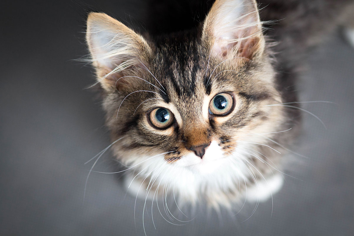 Mit einer Spritze von Katzenallergie befreit?