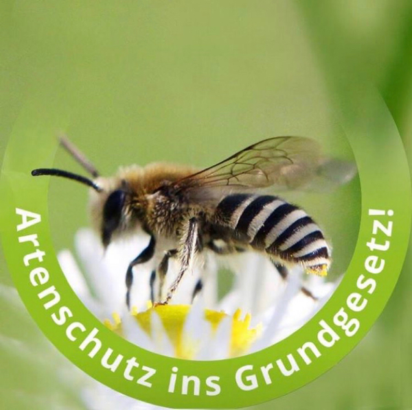 wildbienengartens Webseite!
