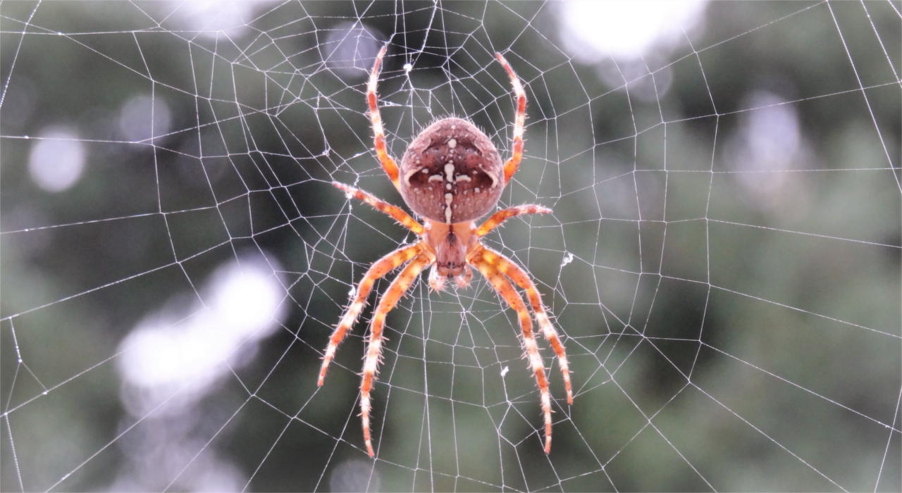Die Spinnen: das Netz ist gefährlich...