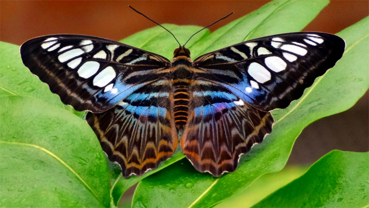Schmetterling in Symmetrie