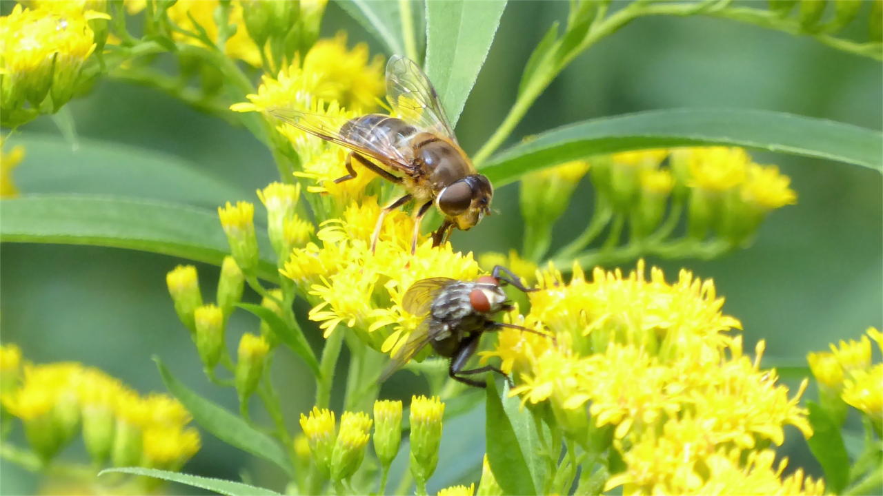 Fleißige Bienen und mehr im Sommer