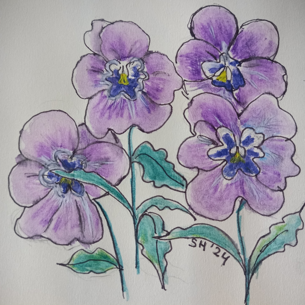Viooltjes groeien, licht lila blauwe kleur is de mooiste kleur. 