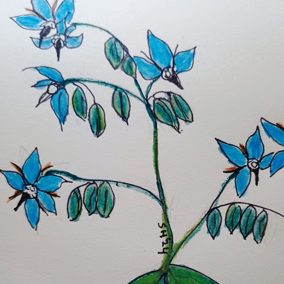Borage