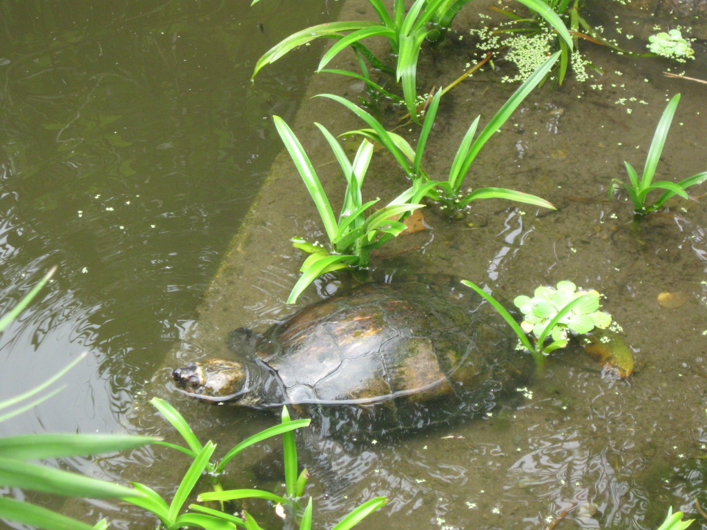 Turtle - Tortue