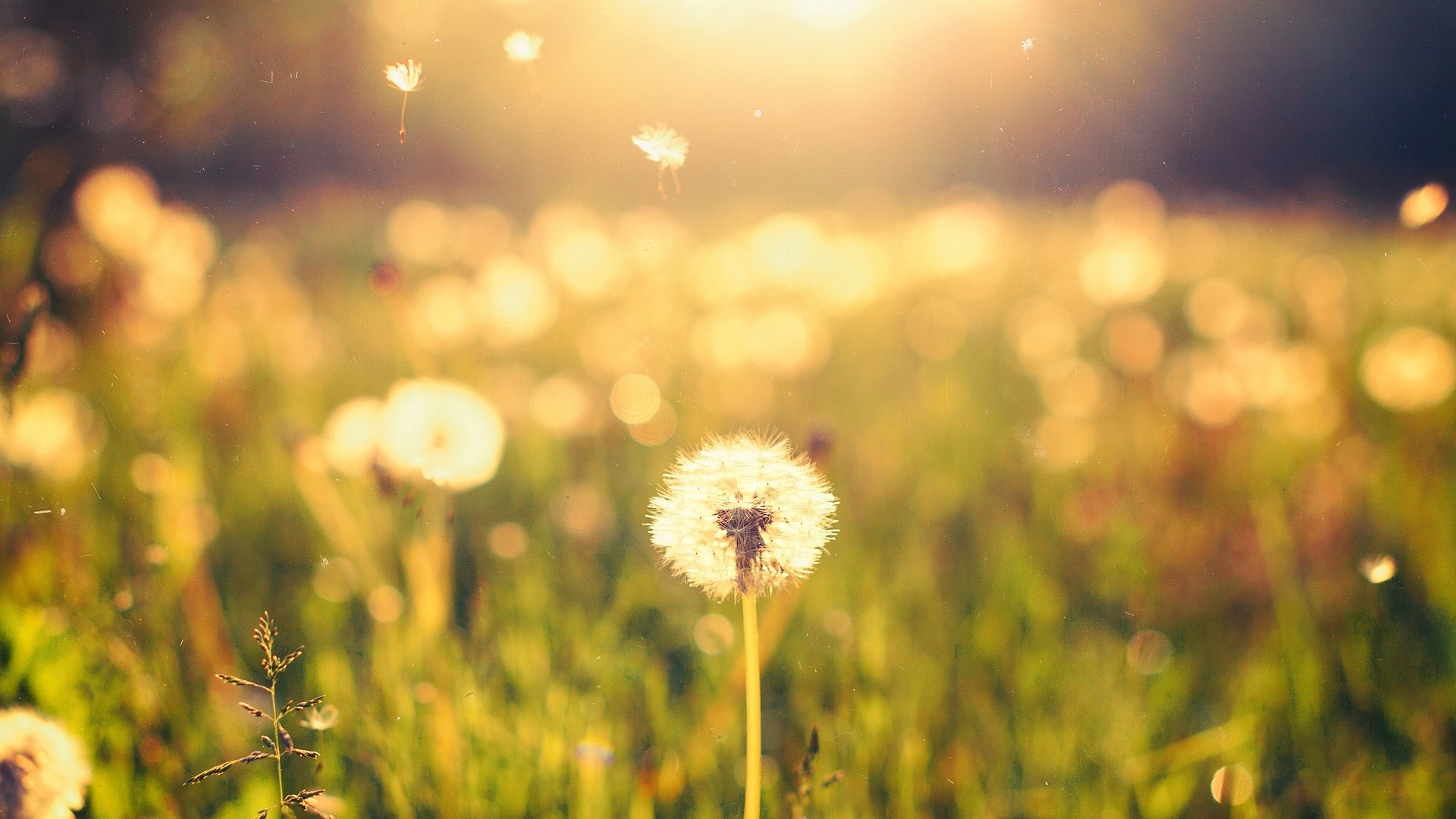 Unsere Kita - kita-pusteblumes Webseite! Unsere Kita - kita-pusteblumes Webseite!