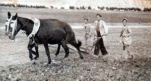 Campesinos españoles en los duros años 40.