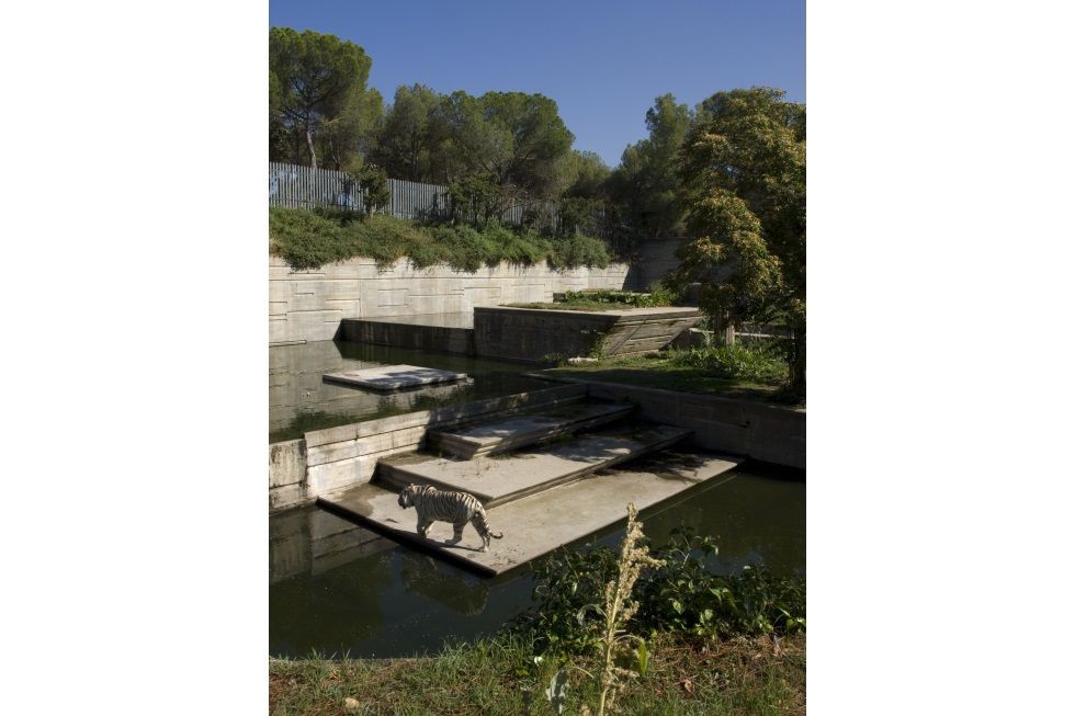 Zoo de Madrid, década de los 60.