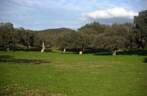 Sierra Morena. Picos de Aroche.