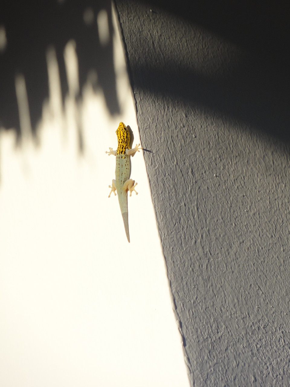 un joli gecko