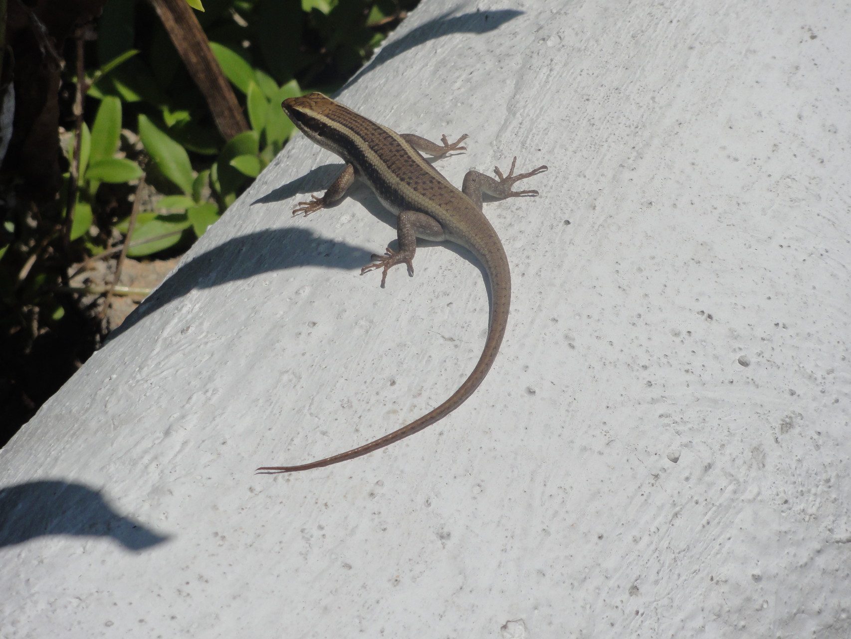 un lezard lambda comme chez nous