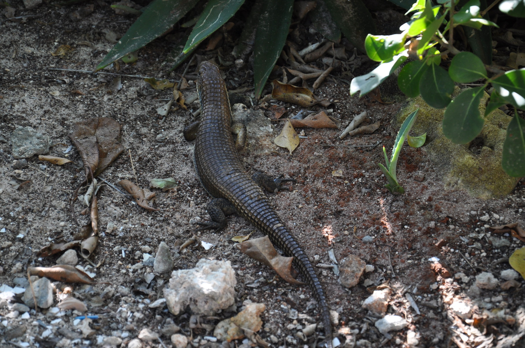 un gros lezard 