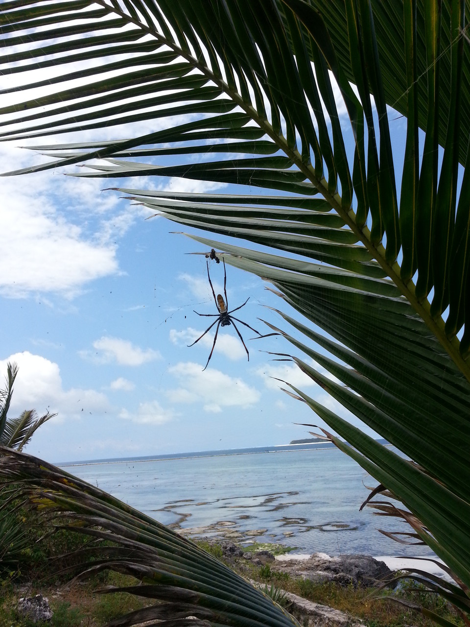 une place au soleil pour Mme l'araignée