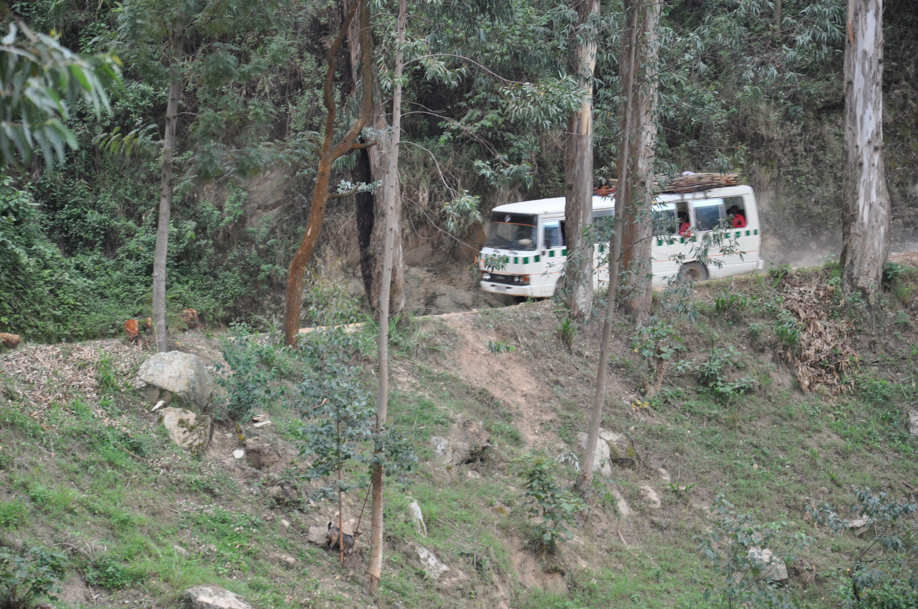 un bus dans la forêt clairsemée